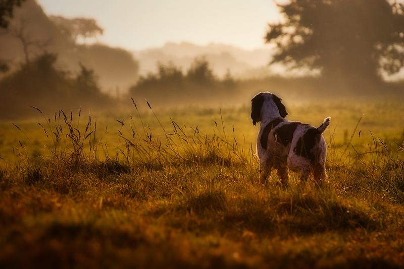 Os principais tipos de rações caninas